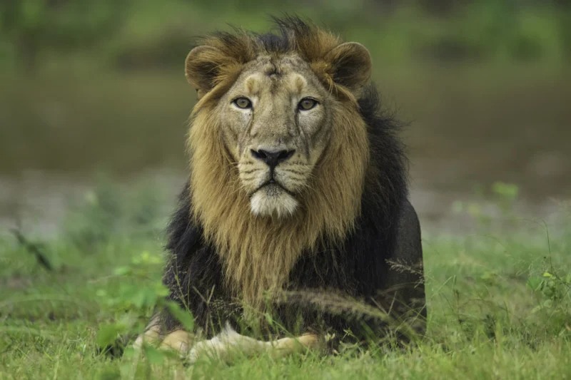 Big lion in Indian wildlife
