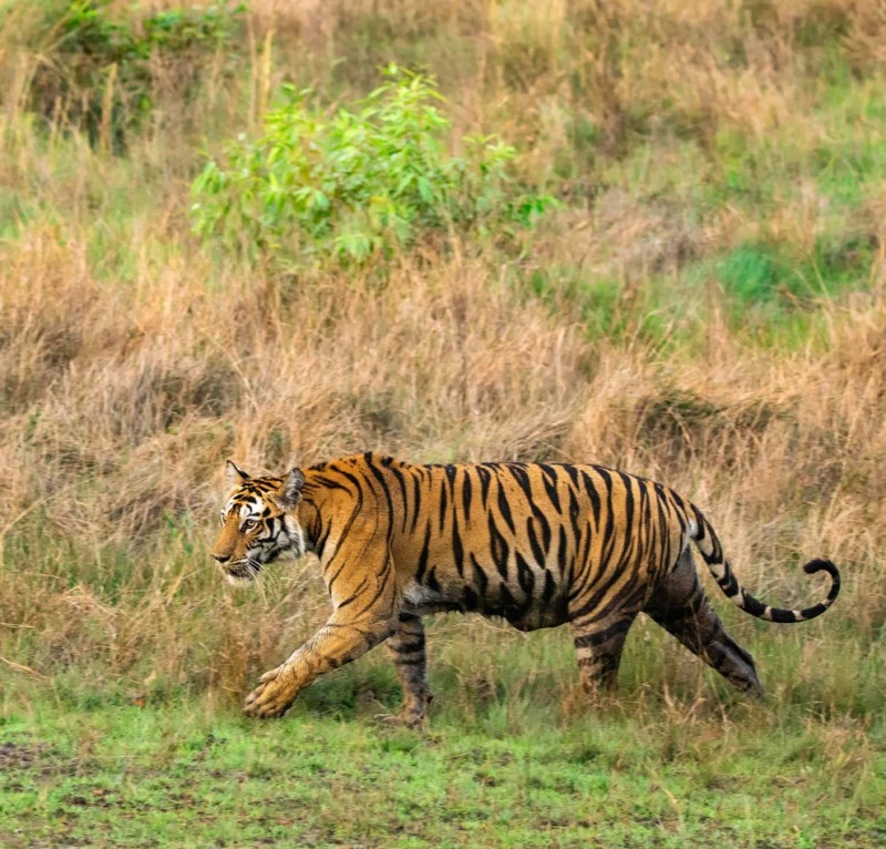 Big lion in Indian wildlife