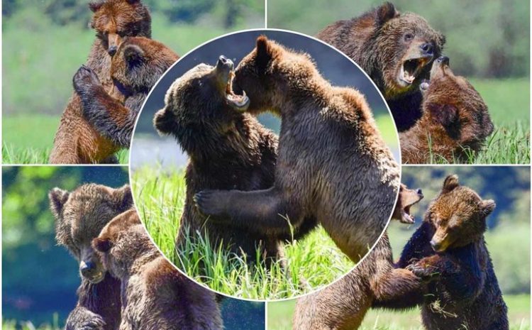 Competition For The Attention Of A Female Grizzly; Captured Images From The Scene Of The Fight Between Two Teenage Bears