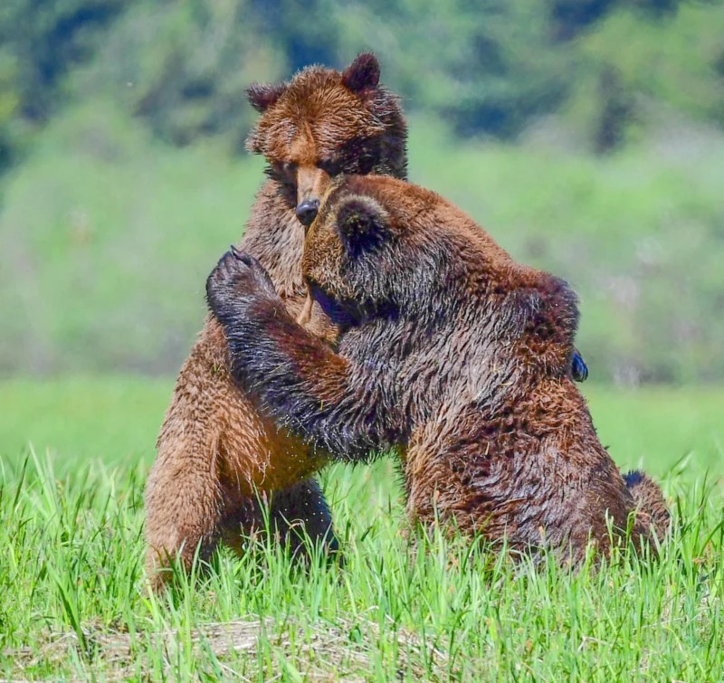 Two male bears fighting over mating