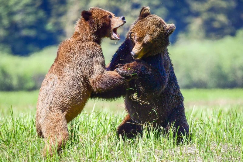 Two male bears fighting over mating