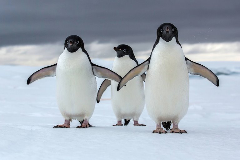 How Did Penguins Lose Their Ability To Fly?