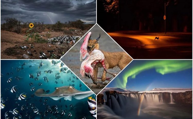 Nature TTL Photographer Of The Year 2022 Winners