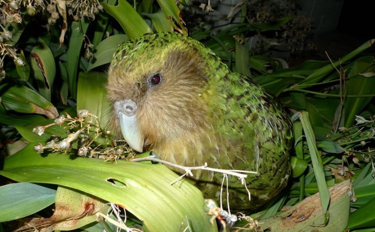 The Most Amazing Birds On Earth Will Be The First Species In Line For Extinction
