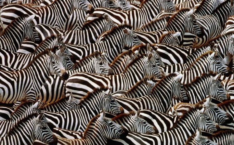 Which Animal Has The Most Populous Group On Earth?
