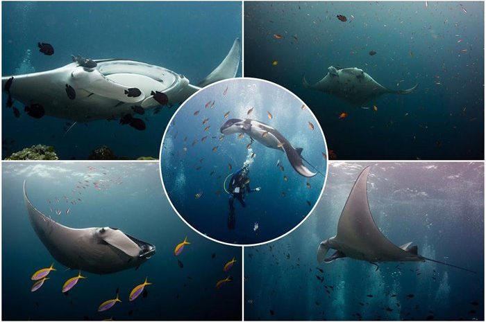 Endangered Manta Rays In A Beautiful And Fragile Underwater World