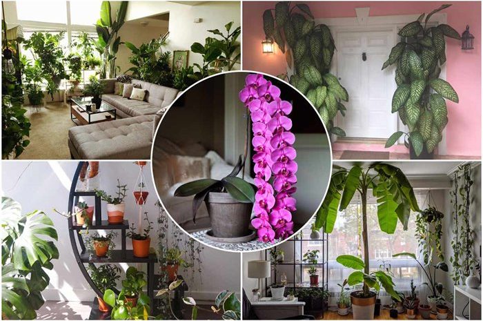 Inspirational Pictures Of Fresh And Green House Plants