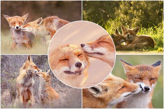 Lovely pictures of love in the land of foxes