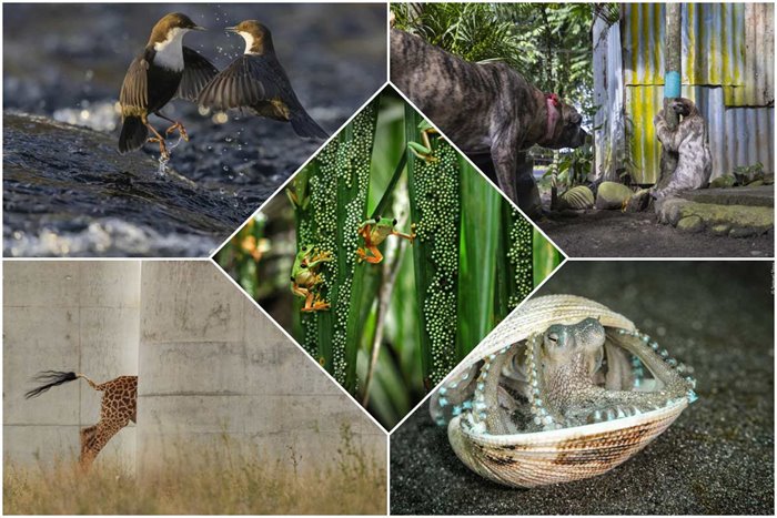 The Most Admired Works Of The 2022 Wildlife Photographer Competition
