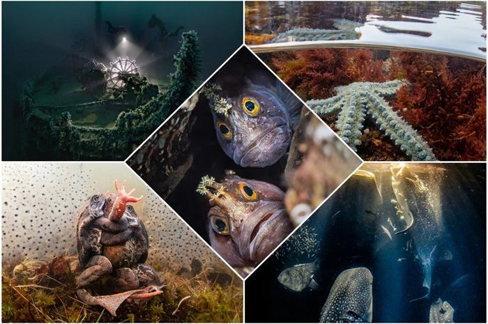 The Winners Of The 2022 Underwater Photography Competition