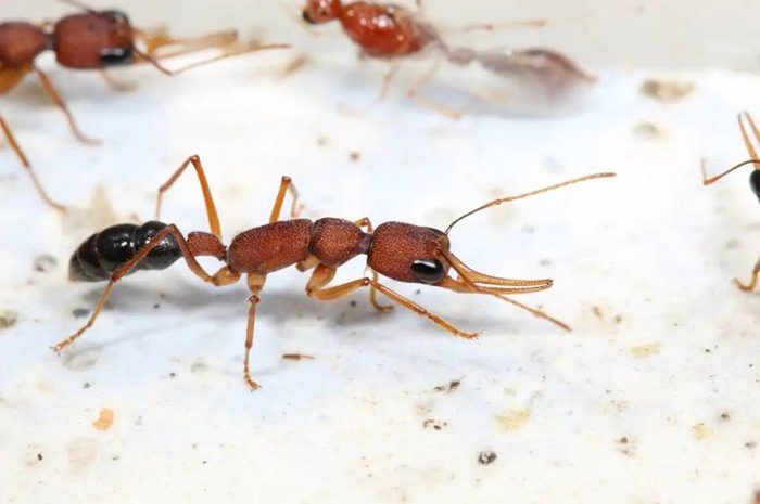 Why Does The Queen Ant Live Five Times Longer Than The Workers?