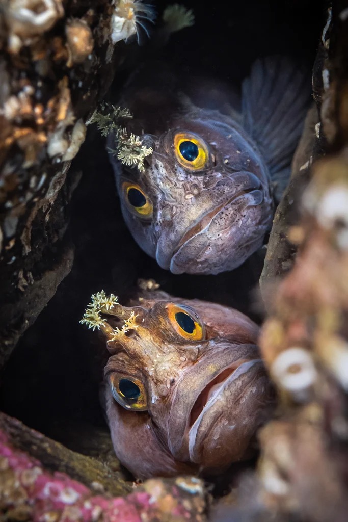 Annual underwater photographer of the year competition