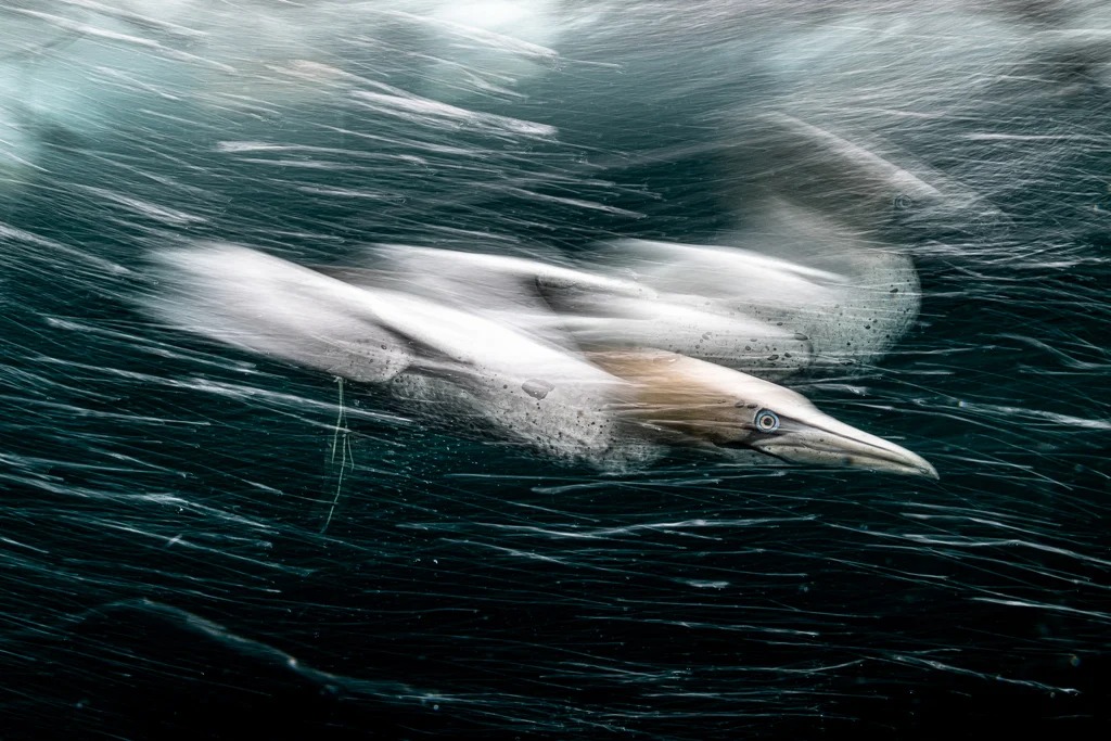 Annual underwater photographer of the year competition
