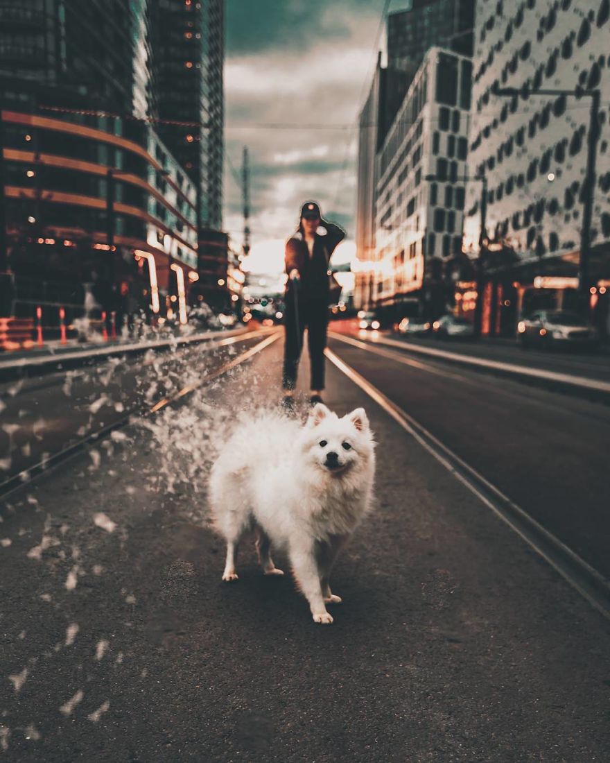 Digital art/ Dog on city road