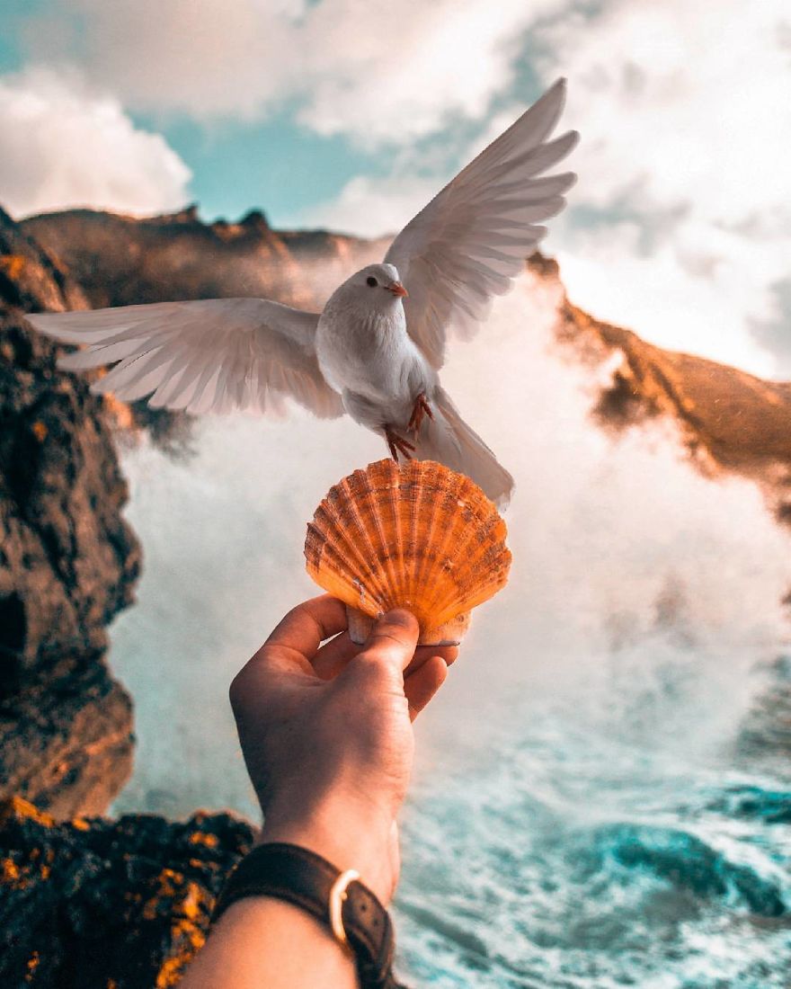 Digital art/dove on beach and seashells