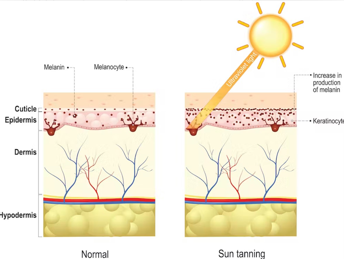 Exposure of human skin to sunlight