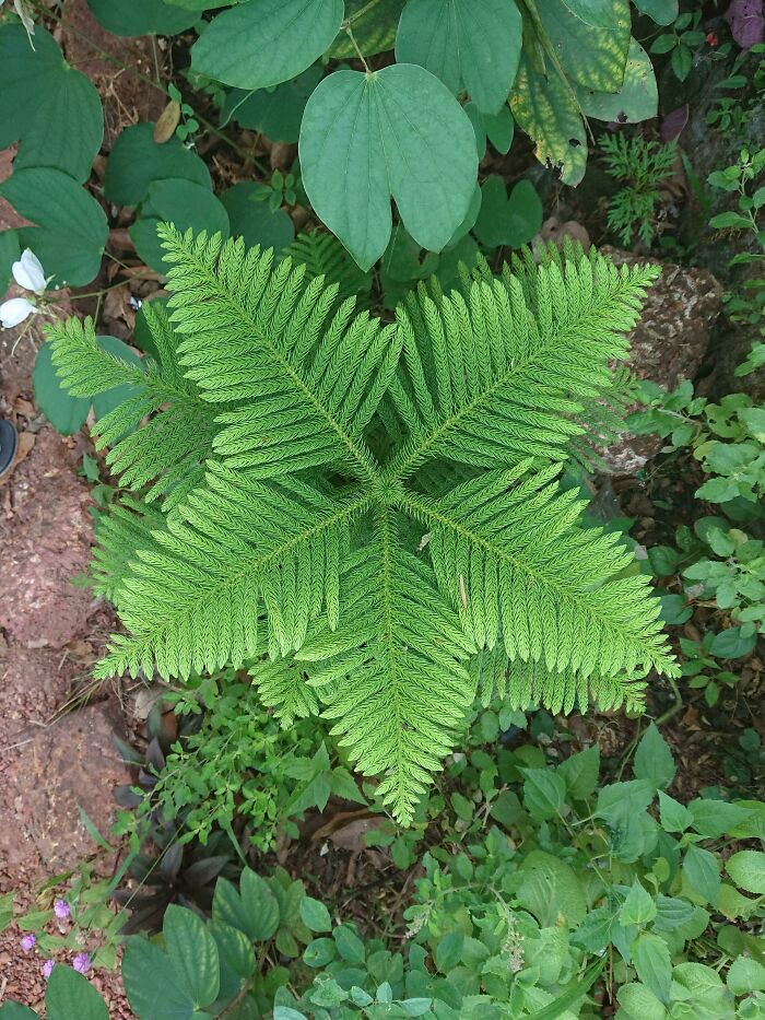 Geometric symmetry in nature and plants