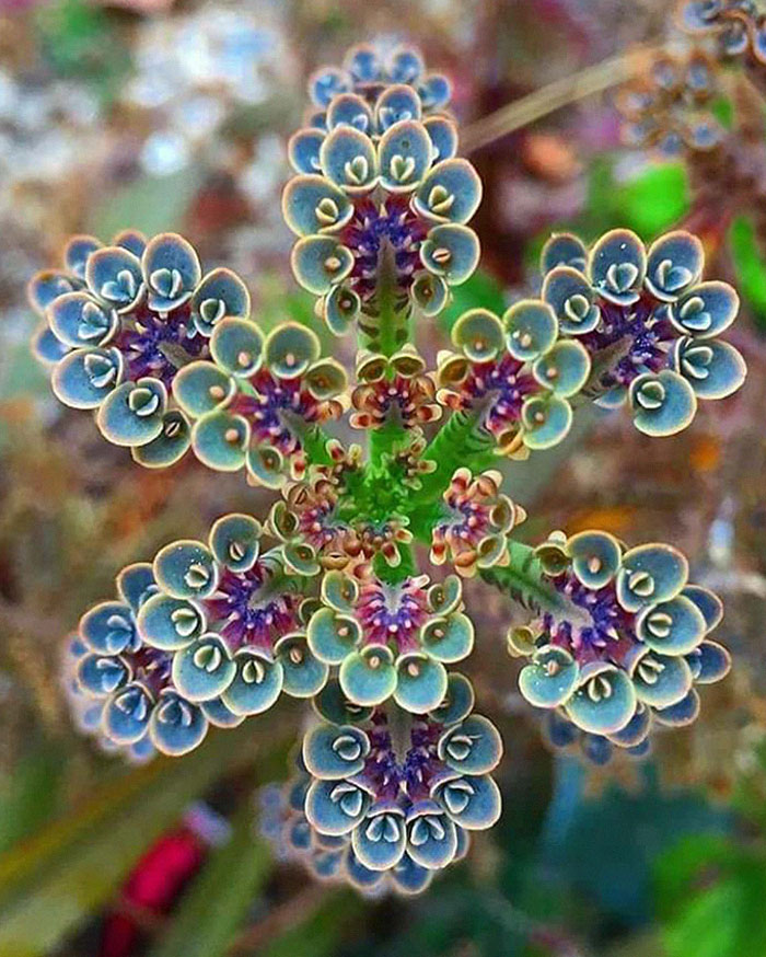 Geometric symmetry in nature and plants