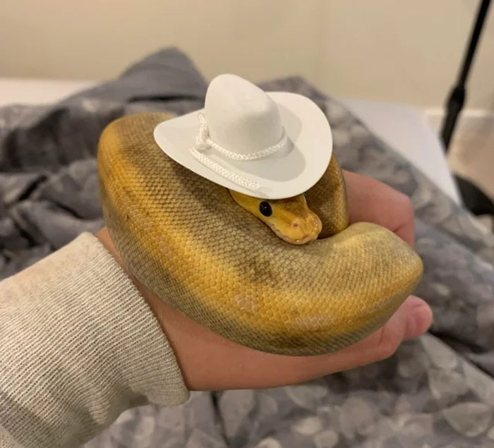 Hat snakes