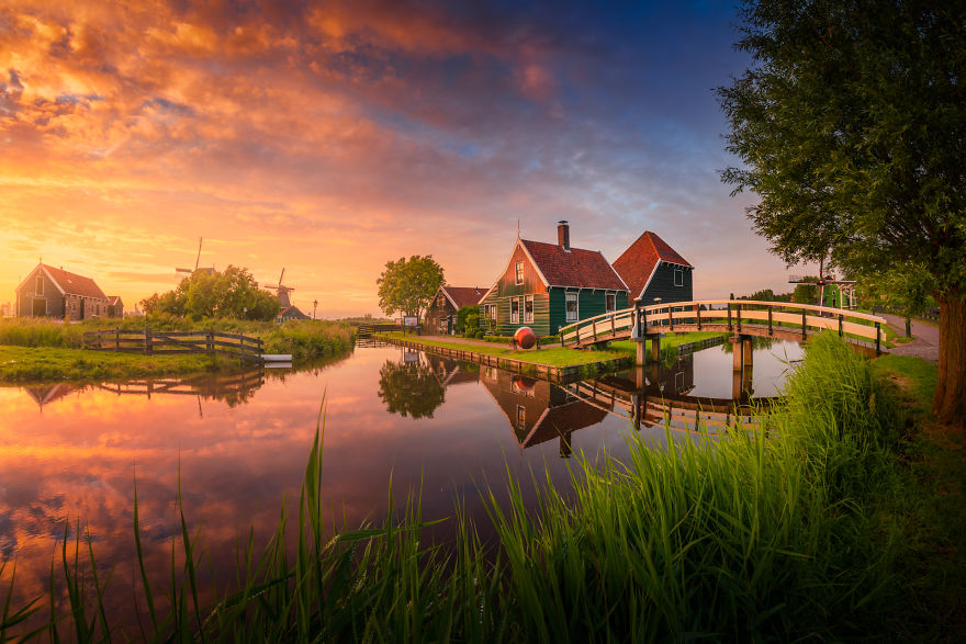Landscapes and local animals of the Netherlands
