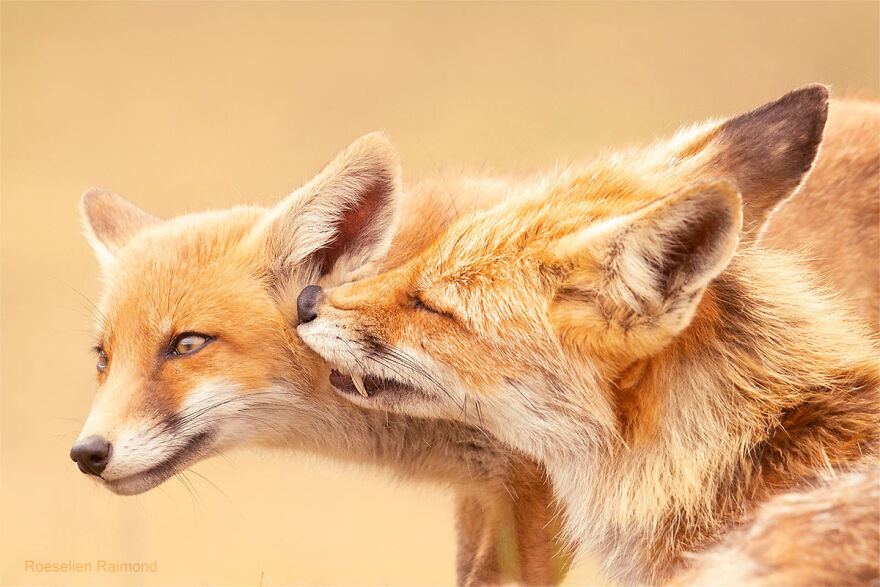 Love in the land of foxes