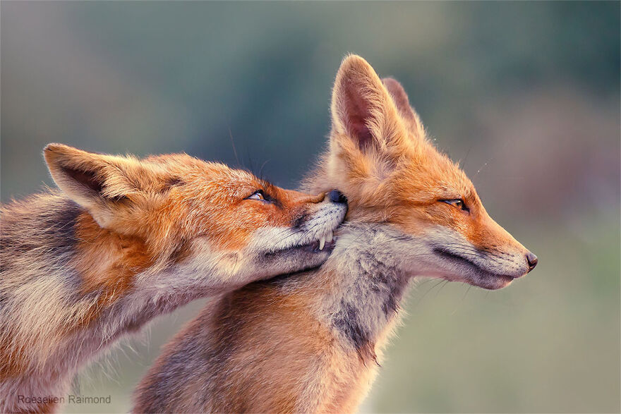 Love in the land of foxes