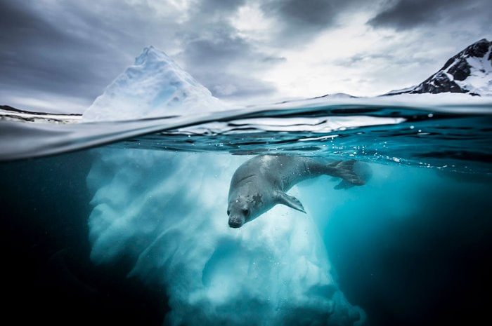 30 Mesmerizing Photos That Won The 2021 Underwater Photographer Of The Year Competition