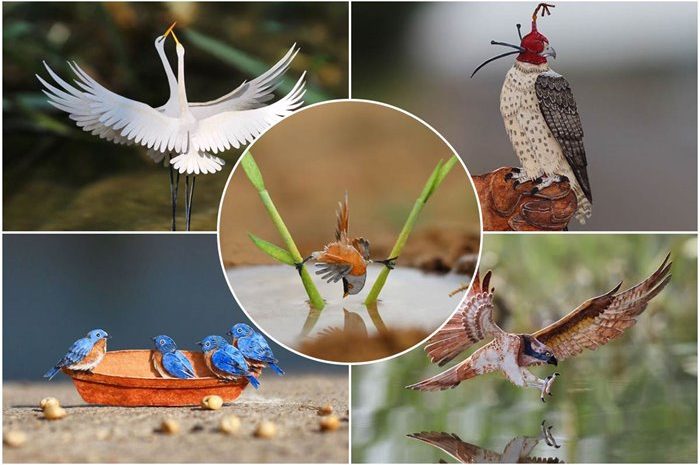 Attractive Pictures Of Paper Birds