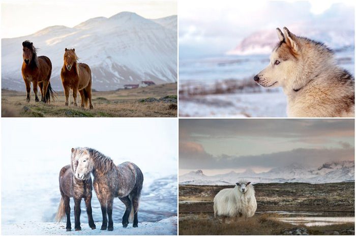Eye-Catching Pictures Of Animals In The Winter Landscape Of Iceland