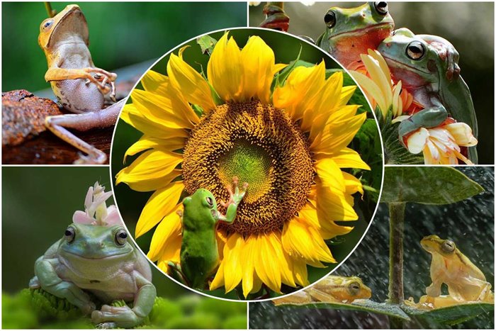 Interesting And Spectacular Pictures Of Frogs In The Nature Of Indonesia