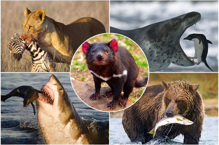Know The Most Predatory Predators Of The Animal Kingdom