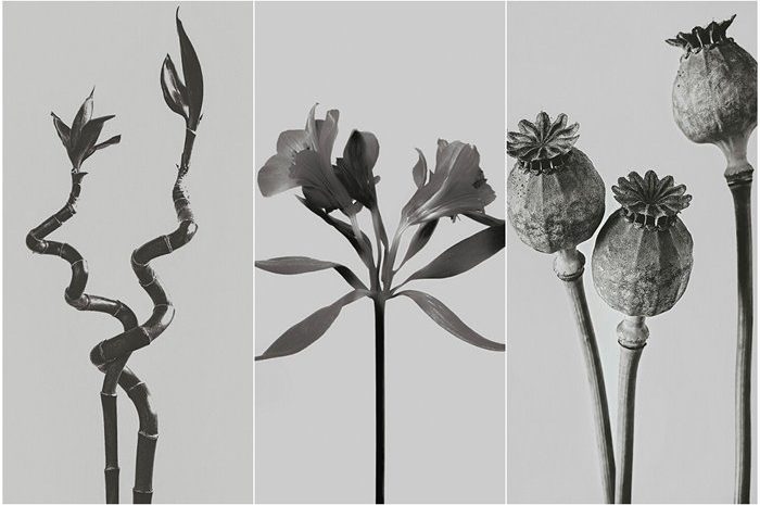 Monochrome Photo Collection Of Flowers And Plants