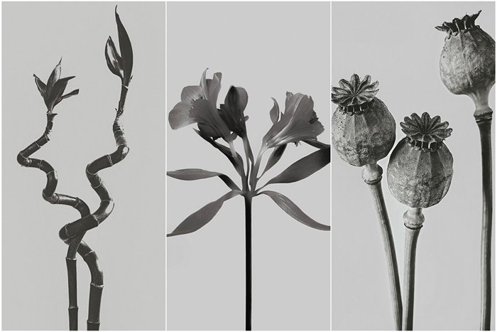 Monochrome Photo Collection Of Flowers And Plants