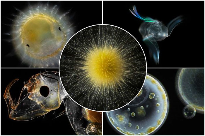 Planktonium; Photo Collection About The Microscopic World Of Plankton