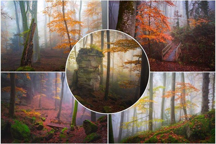 Pleasant Pictures Of The Hidden Beauty Of The Misty Autumn Forest