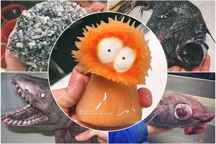 Scary Pictures Of Deep Sea Creatures