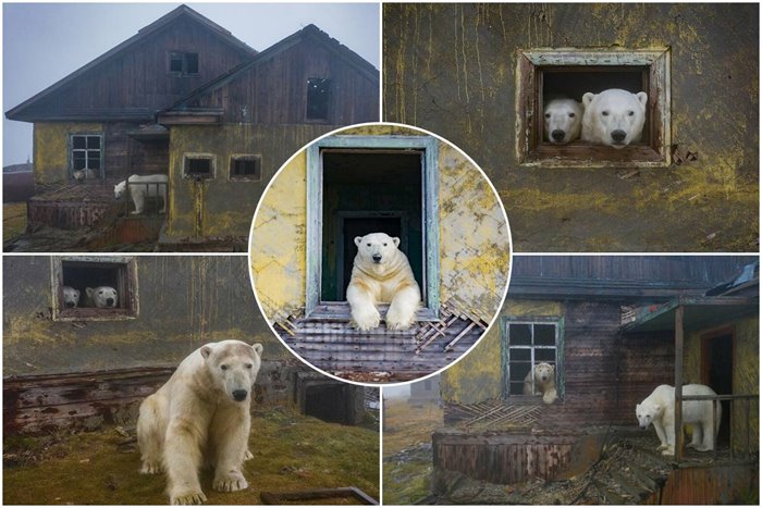 Spectacular Pictures Of Bears Living In An Abandoned Meteorological Station