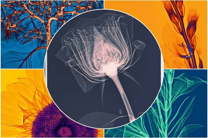 Spectacular Result Of X-Ray Imaging Of Flowers And Plants
