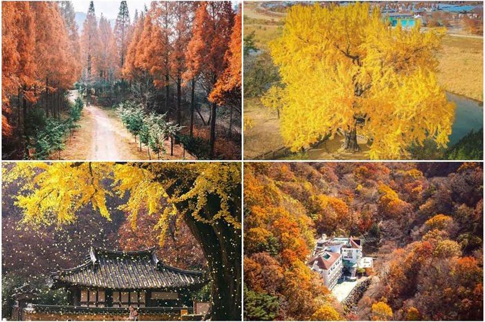 Stunning Images Of The Beauty Of The Golden Flakes Of Ginkgo Trees