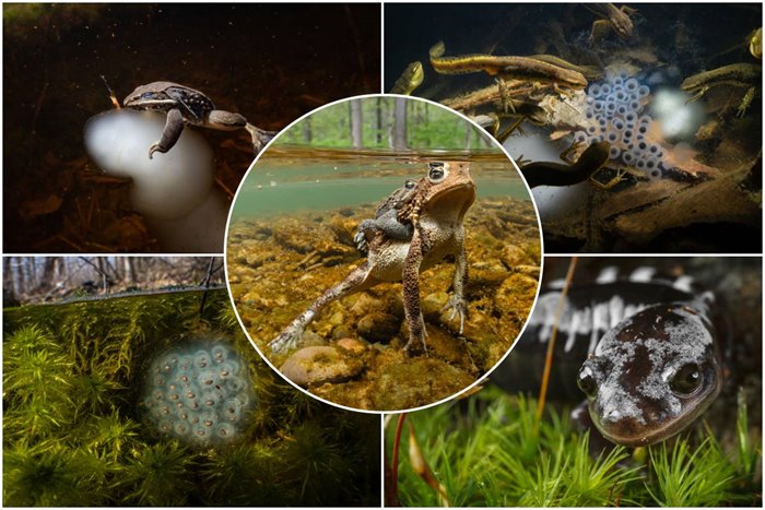 Stunning Macro Images Of The Unique World Of Seasonal Ponds