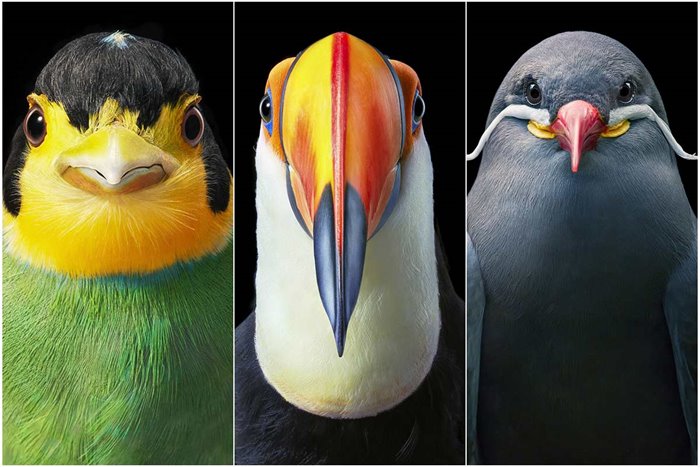 Stunning Portraits Of Rare And Endangered Birds