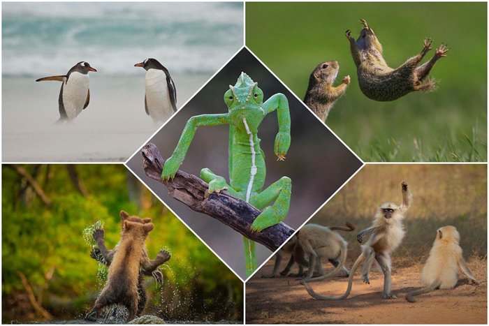 The Finalists Of The 2021 Wildlife Comedy Photography Contest