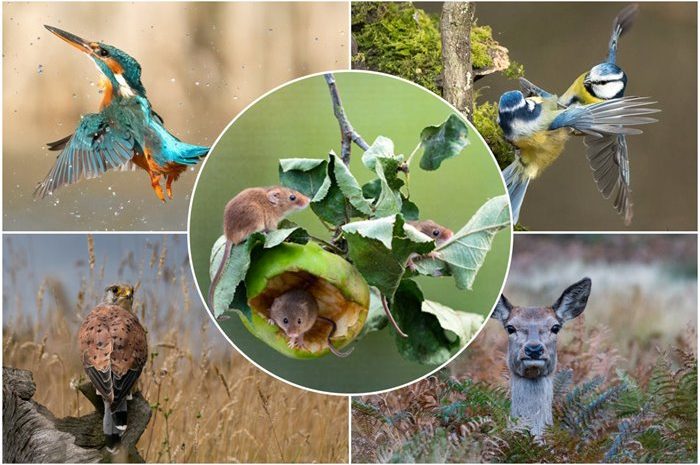 The Photographer Who Shined During His Time Off; Beautiful Pictures Of Local Wildlife