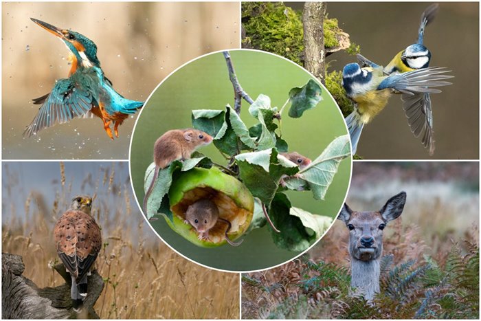 The Photographer Who Shined During His Time Off; Beautiful Pictures Of Local Wildlife