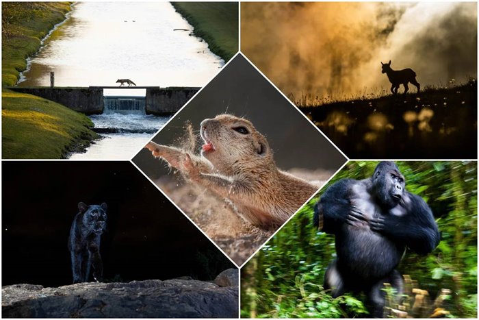 The winning pictures of the 2021 nature photographer competition