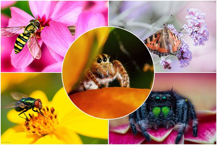Top Photos From The Macro Life Challenge