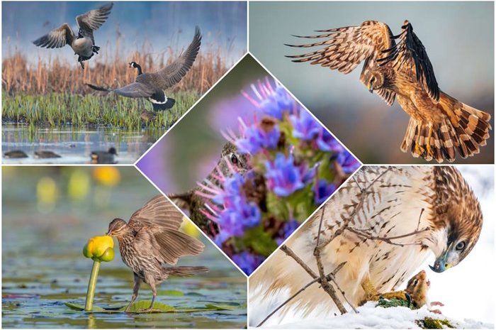 Winners of Audubon Photography Awards in 2021