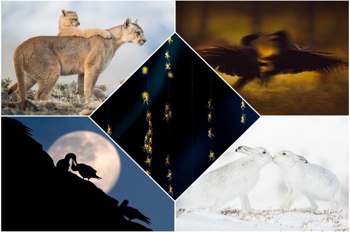Winners Of The "Communication" Category Of Wildart Photographer Of The Year 2021