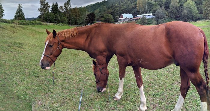 A moving horse panorama