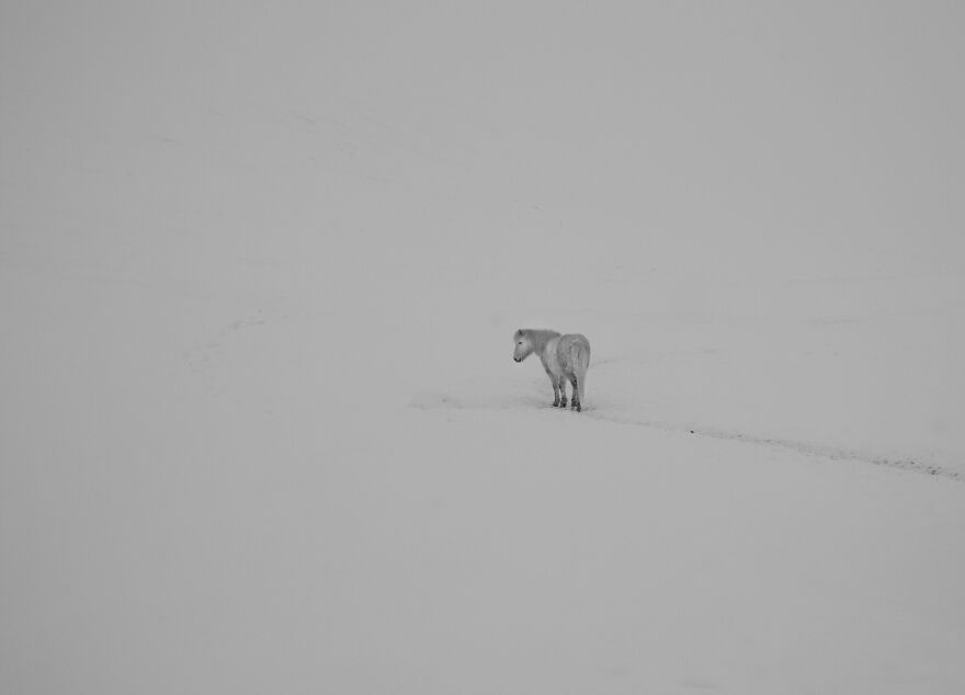 Animals in the winter landscape of Iceland